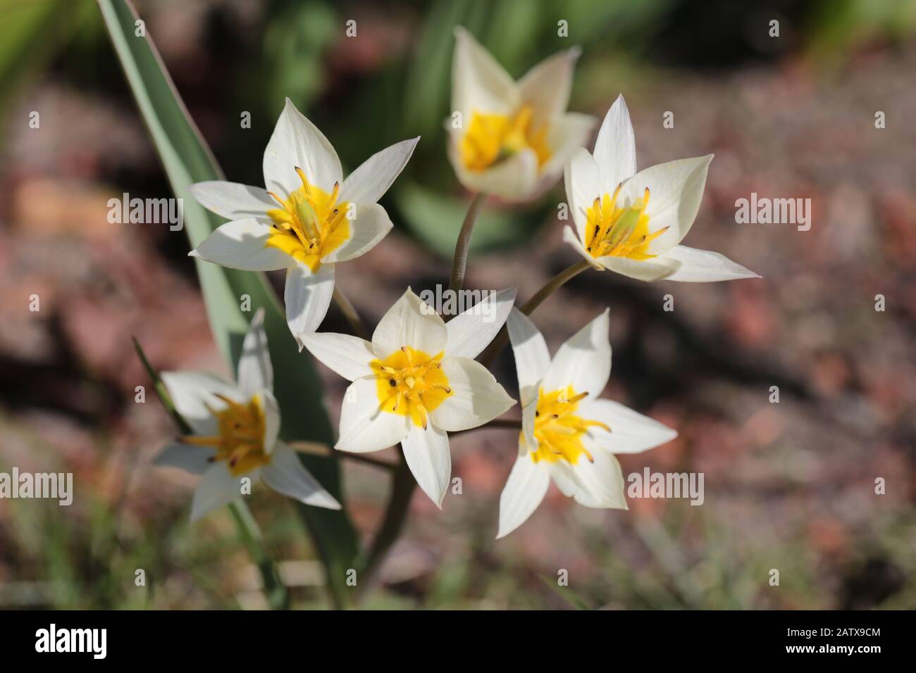 Tulipa turkestanica pollinated by a bee in spring Stock Photo