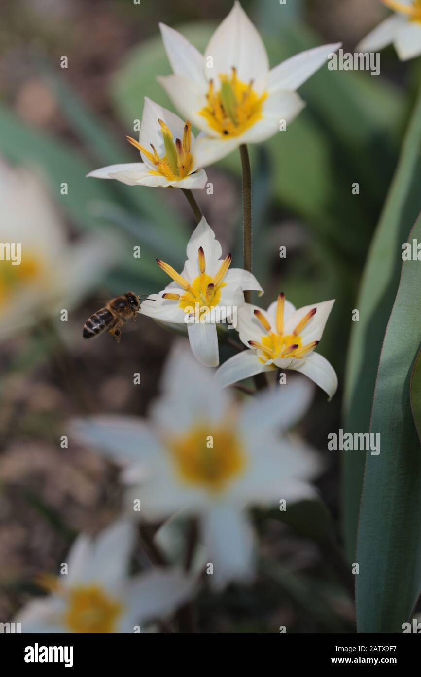 Tulipa turkestanica pollinated by a bee in spring Stock Photo