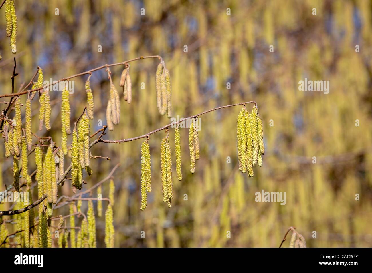 Catkins containing the male flowers of the Hazelnut tree - Corylus in a spring sunshine. Stock Photo
