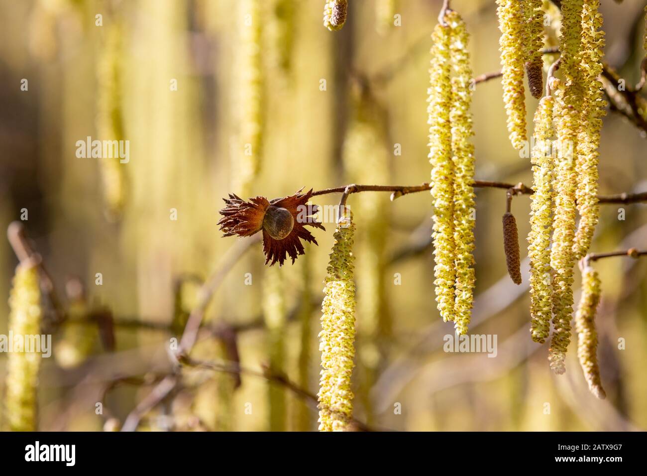 Catkins containing the male flowers of the Hazelnut tree - Corylus in a spring sunshine. Stock Photo