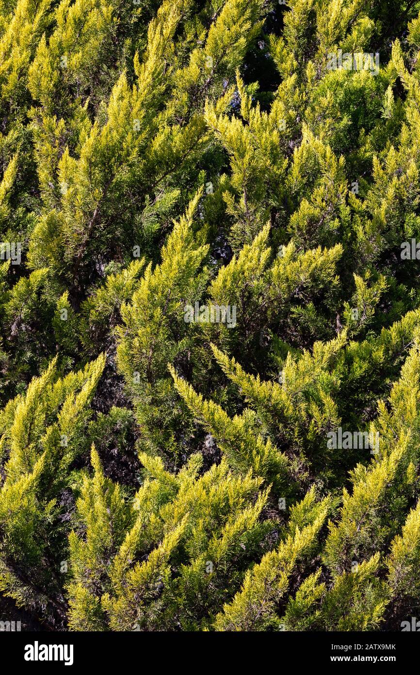 Leaves of the Golden Monterey Cypress - Cupressus macrocarpa Goldcrest. Stock Photo