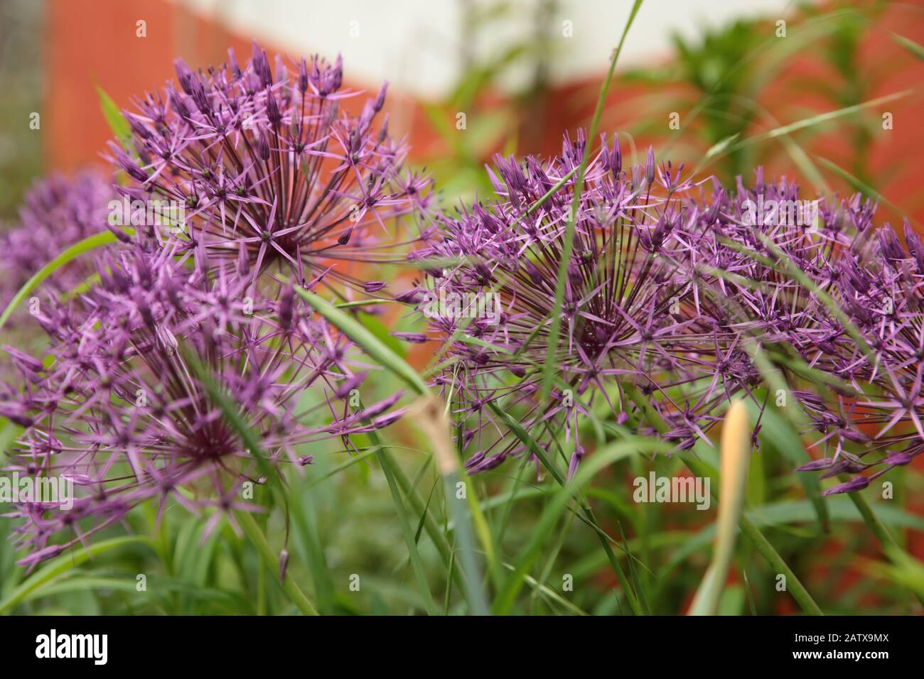 Allium Purple Sensation in full flower in summer Stock Photo