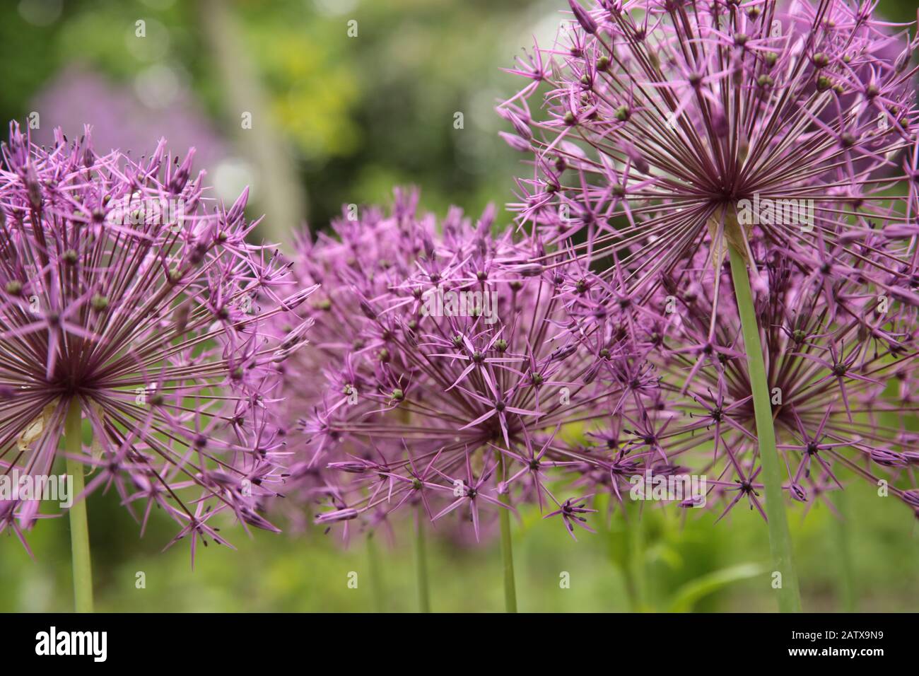 Allium Purple Sensation in full flower in summer Stock Photo