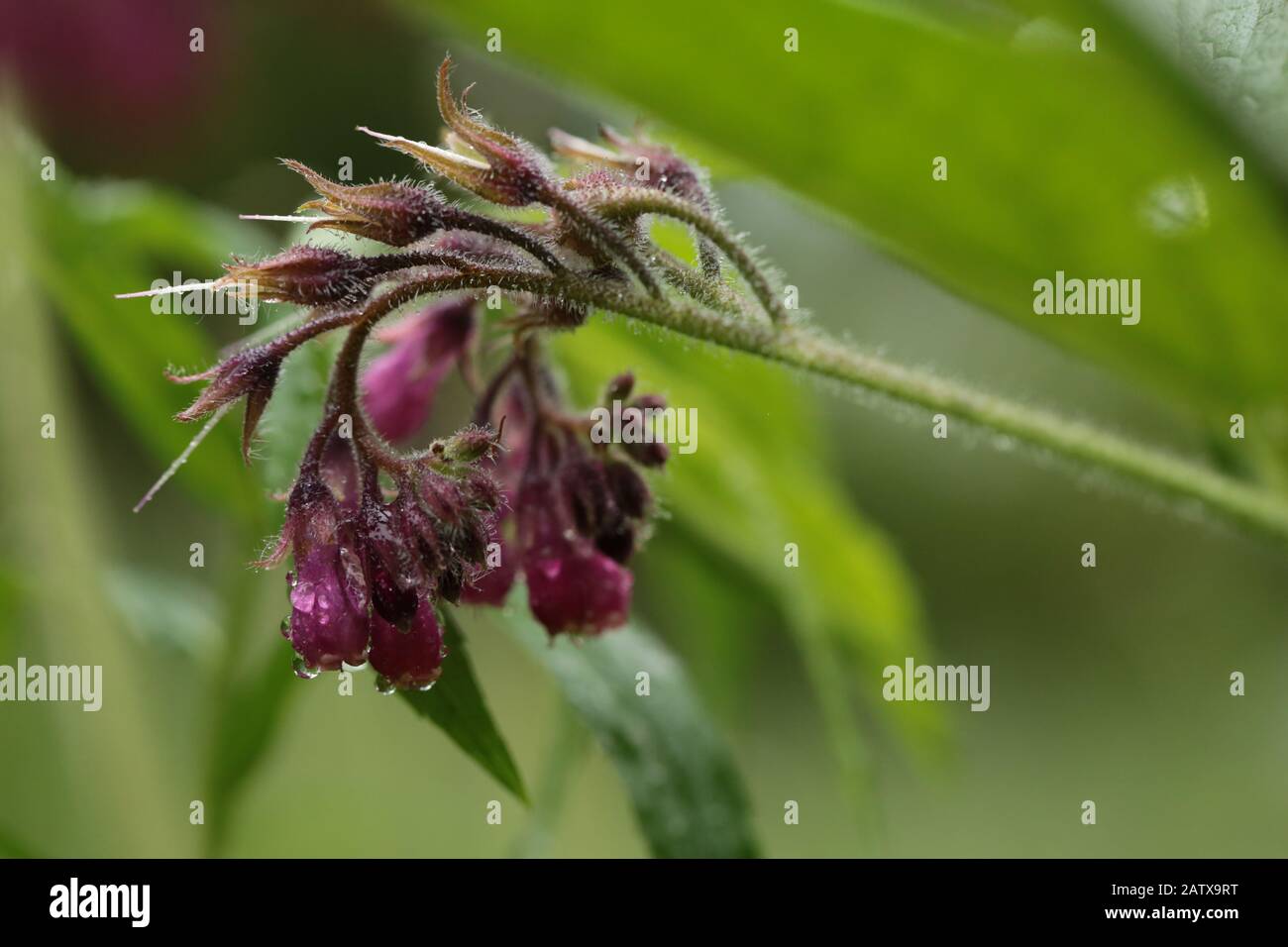 Symphytum officinale after rain an a cloudy day Stock Photo