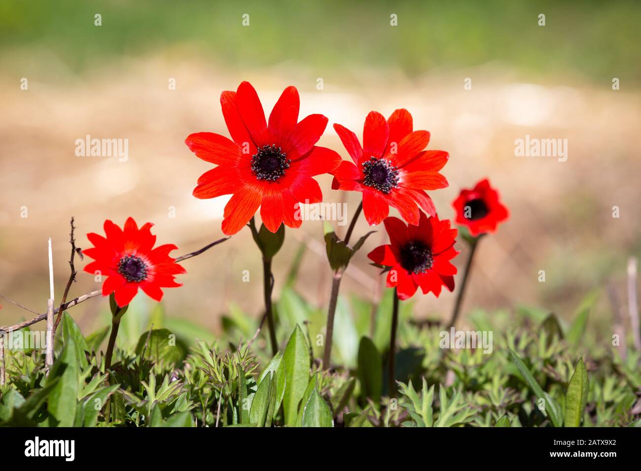 The spectacular, spring-flowering Anemone - Anemone Pavonina - with a blurry background. Stock Photo