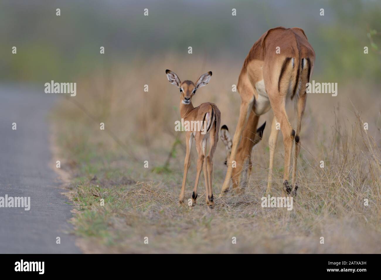 Impala Ewe With Calf High Resolution Stock Photography and Images - Alamy
