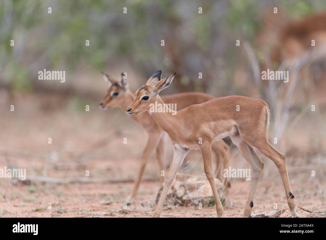 Impala Ewe With Calf High Resolution Stock Photography and Images - Alamy