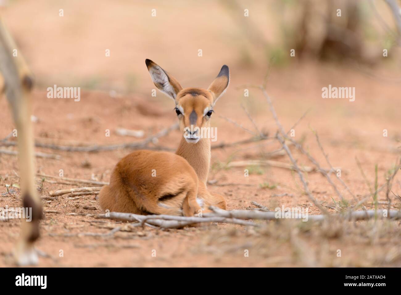 Impala Ewe With Calf High Resolution Stock Photography and Images - Alamy