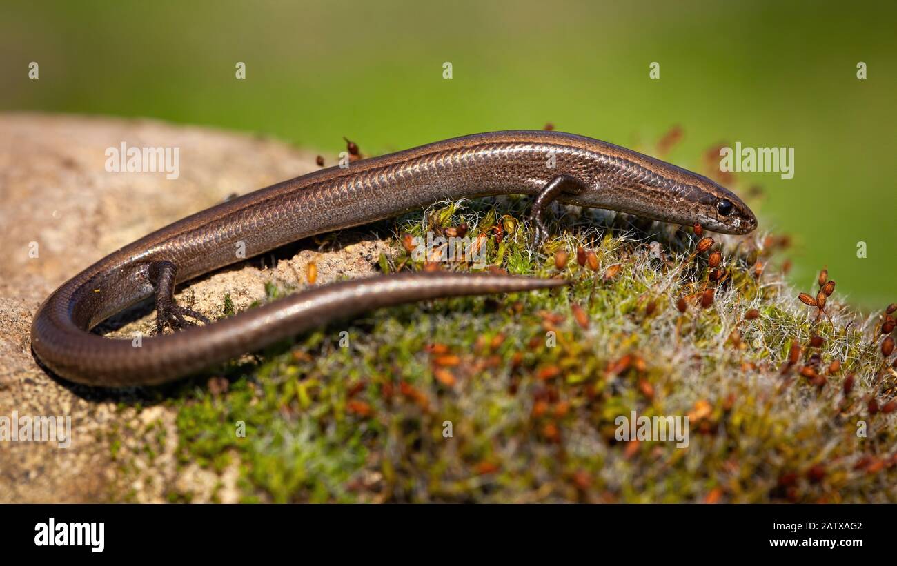 Side view of European copper skink, ablepharus kitaibelii, walking Stock Photo