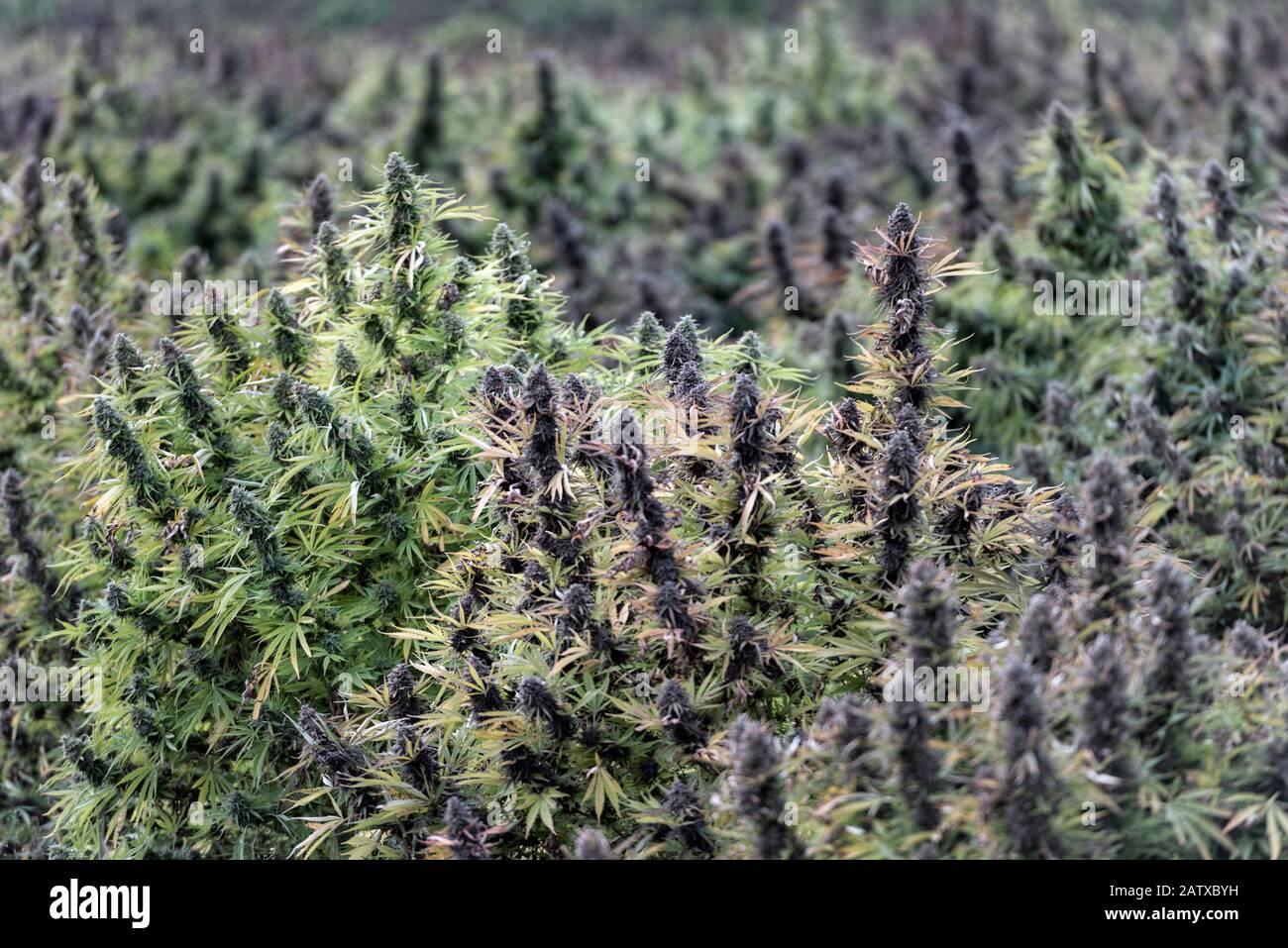 Flowering field of industrial hemp, Vermont, USA. Stock Photo