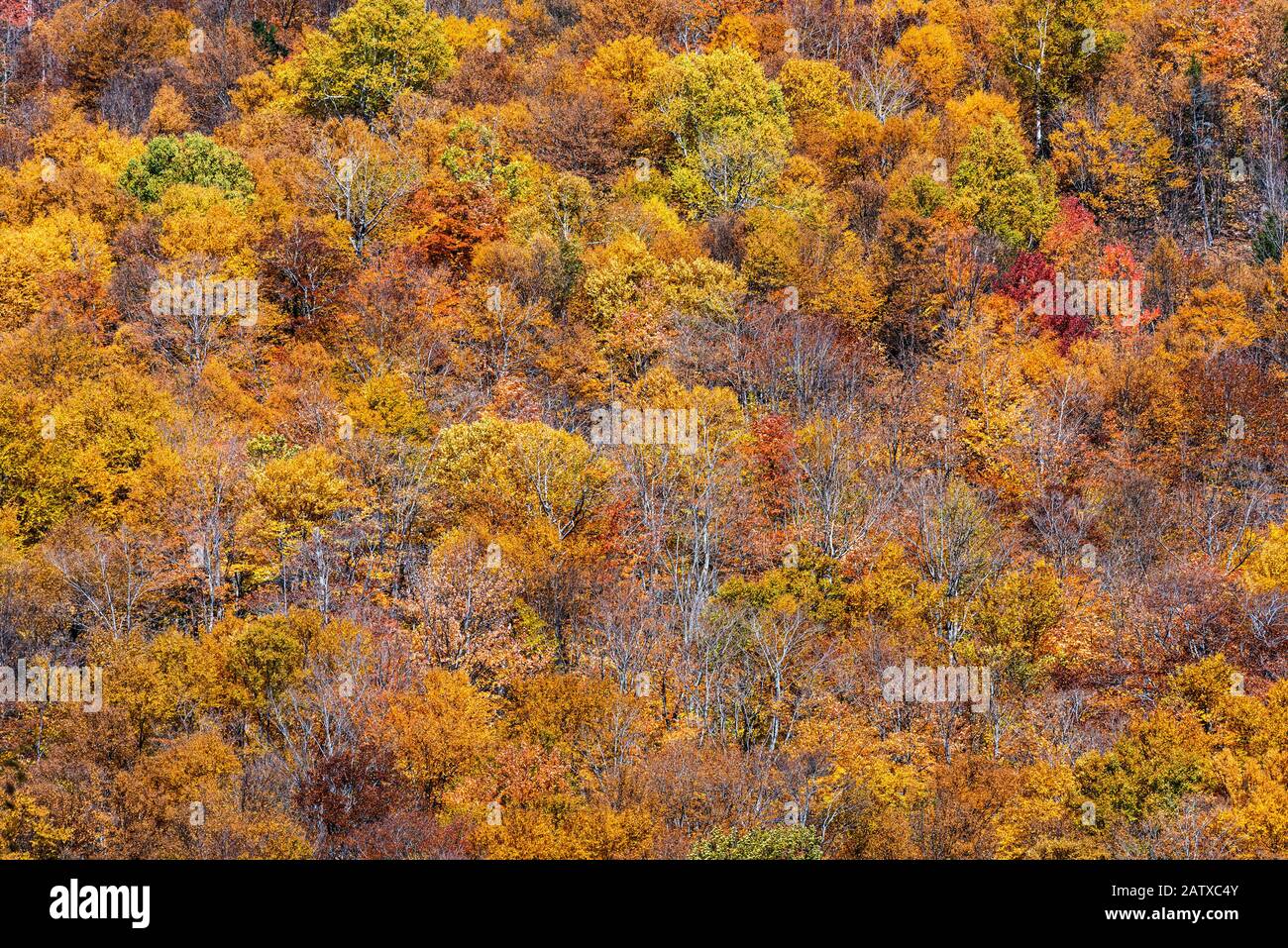 Forest trees in peak autumn color. Stock Photo