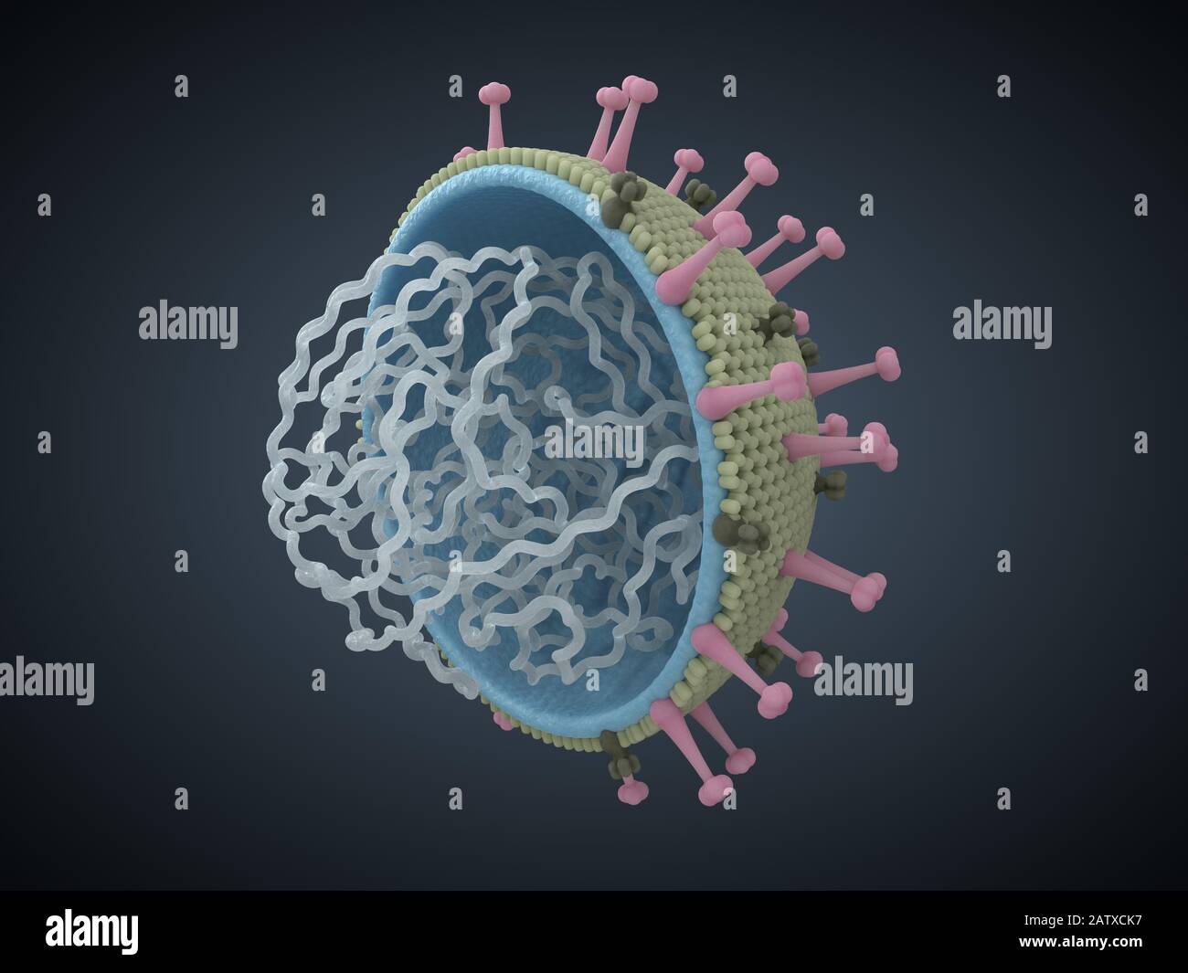 spherical virus structure. 3d virus illustration with body cut and visible details Stock Photo
