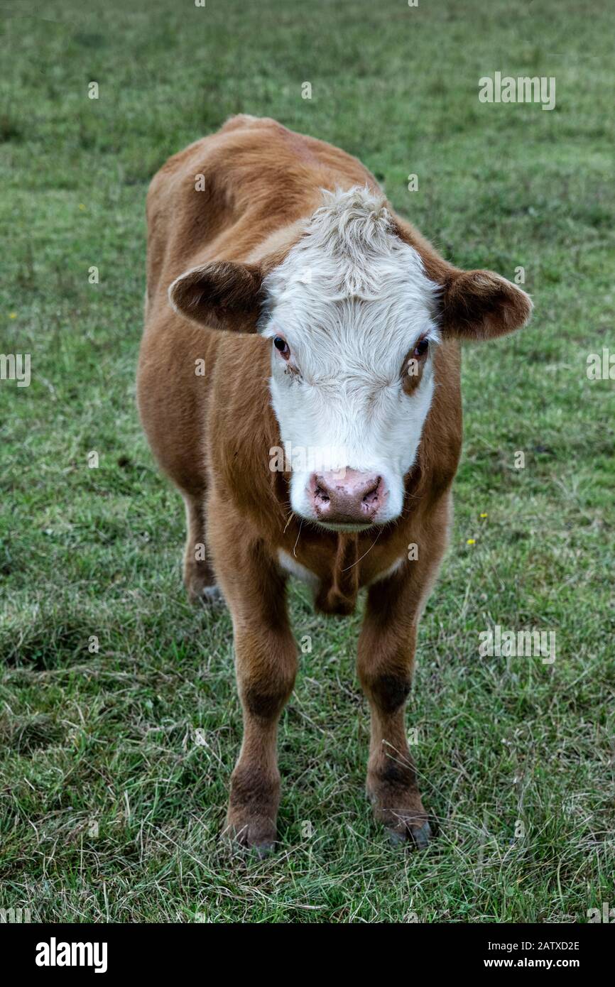 Cow making eye contact. Stock Photo
