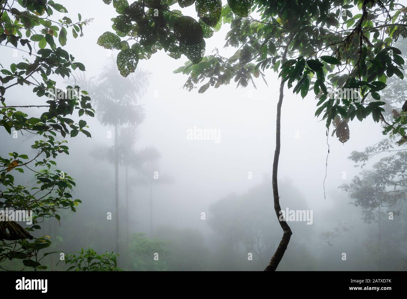 Cloud forest – Amagusa, fogy view inside the tropical forest in Amagusa, South America forests, western Andean slopes, Ecuador. Stock Photo
