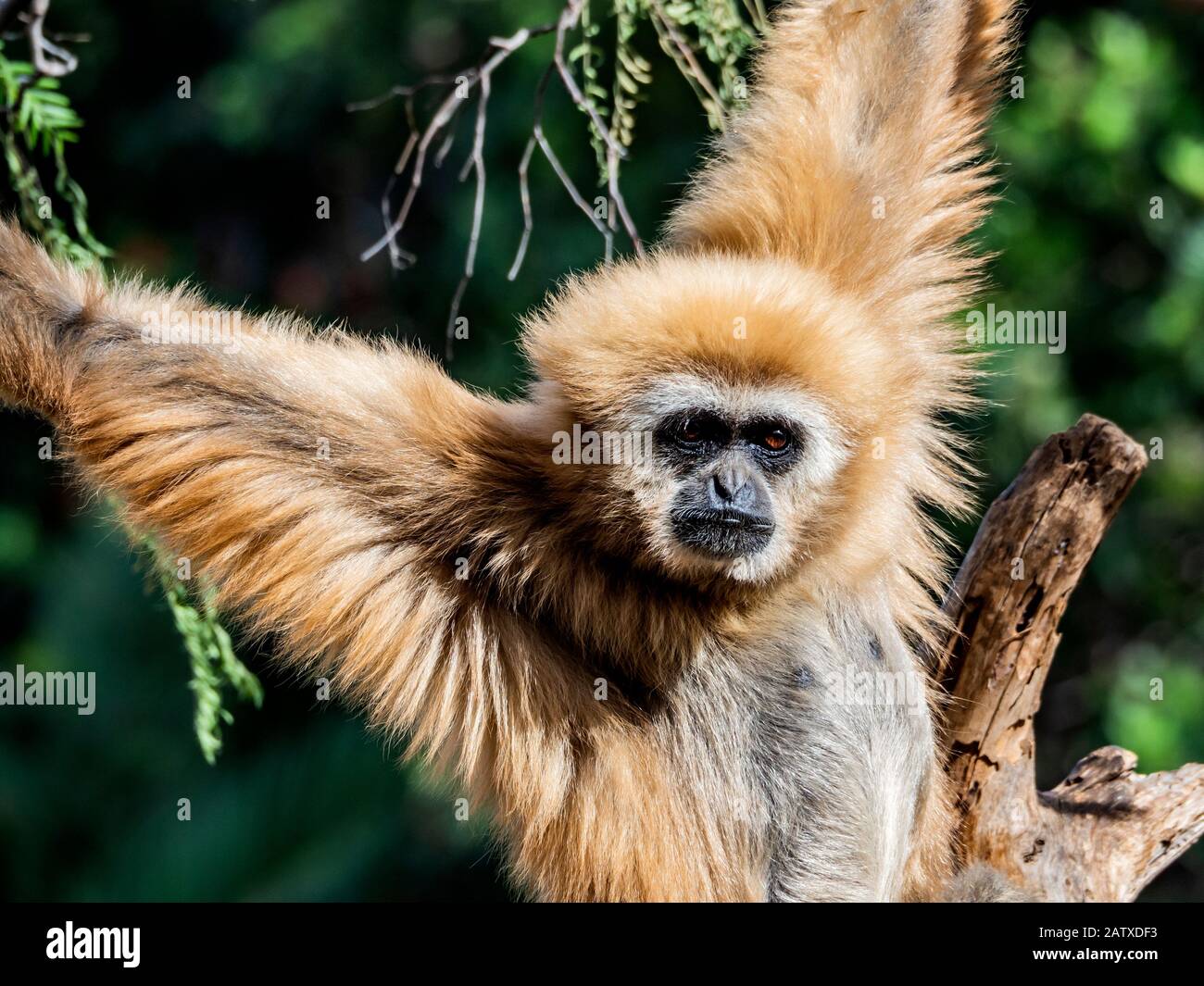 close up portrait of gibbon of white handed in the trees Stock Photo