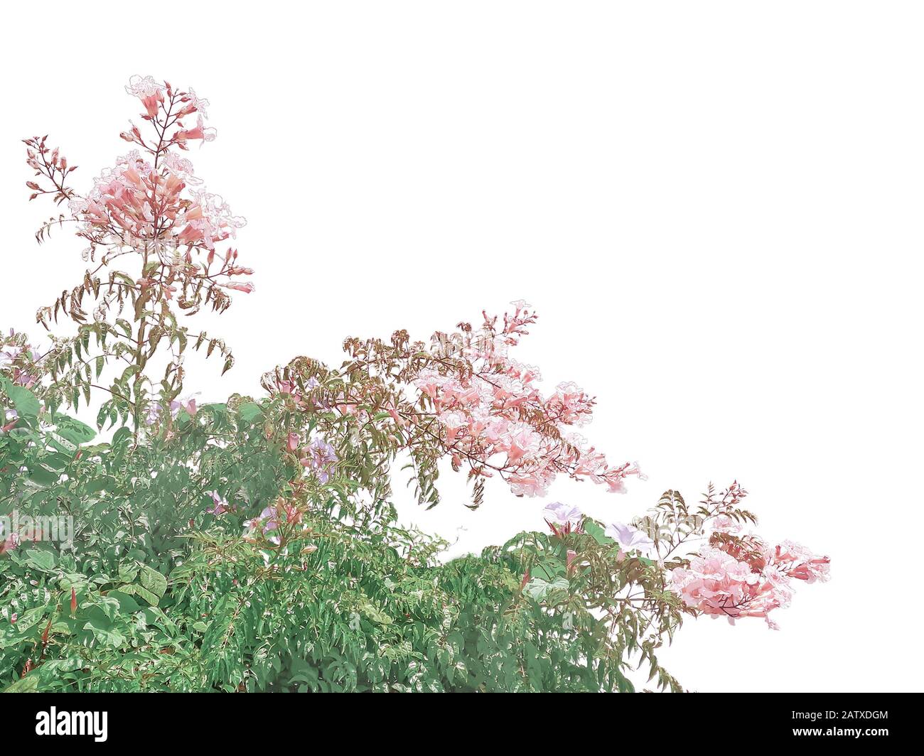 Campanula bellflowers photo isolated on white background Stock Photo