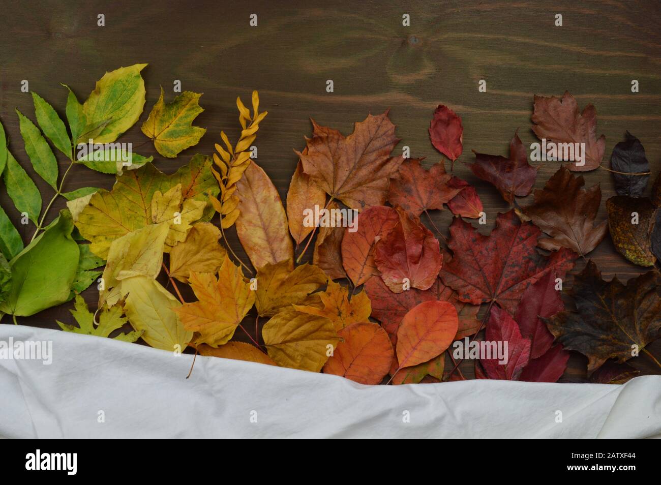 colorful autumn leaves in color gradient from green over yellow and orange to dark red and brown on brown wood Stock Photo