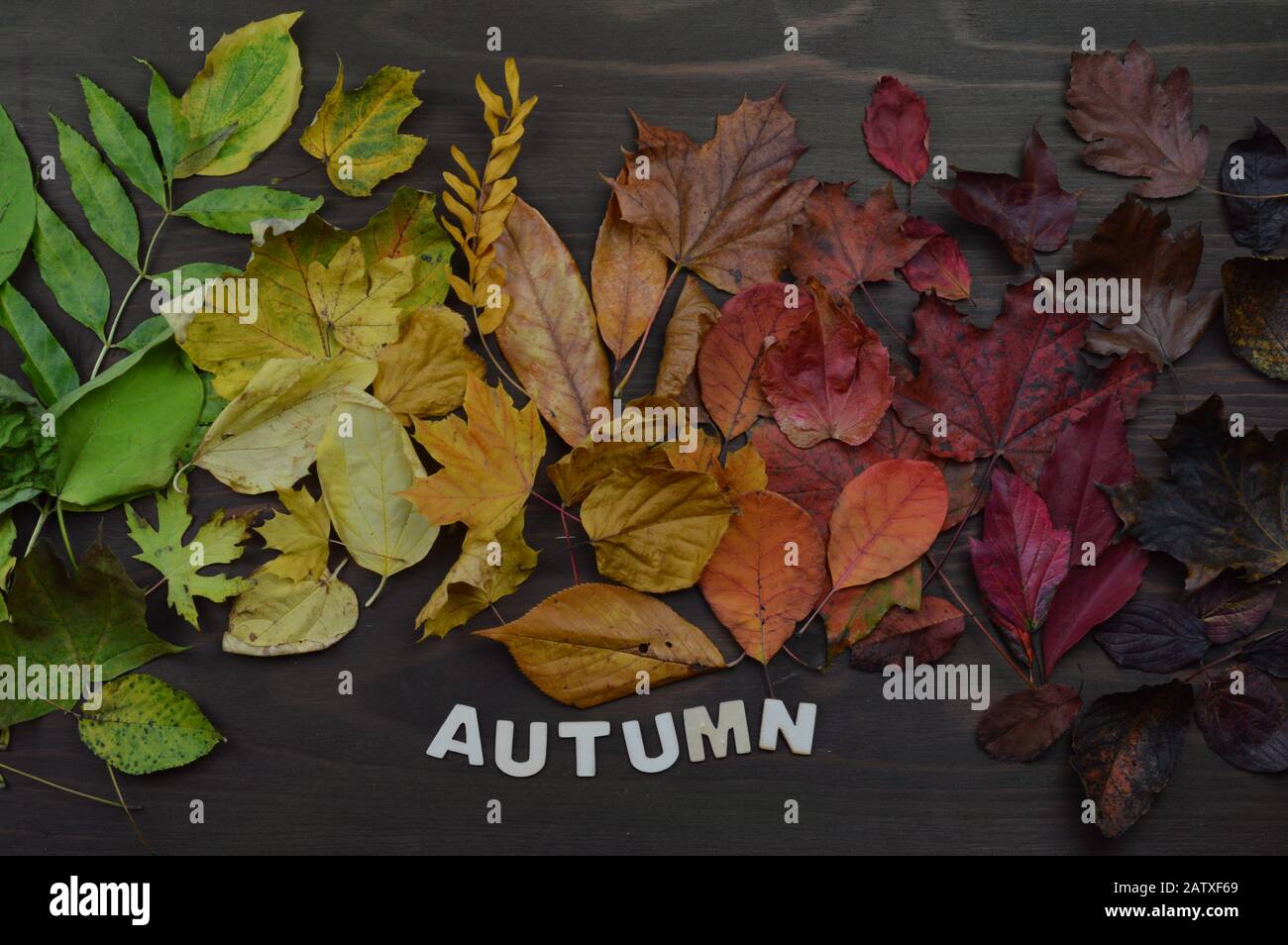 colorful autumn leaves in color gradient from green over yellow and orange to dark red and brown on brown wood with wooden letters the word autumn Stock Photo