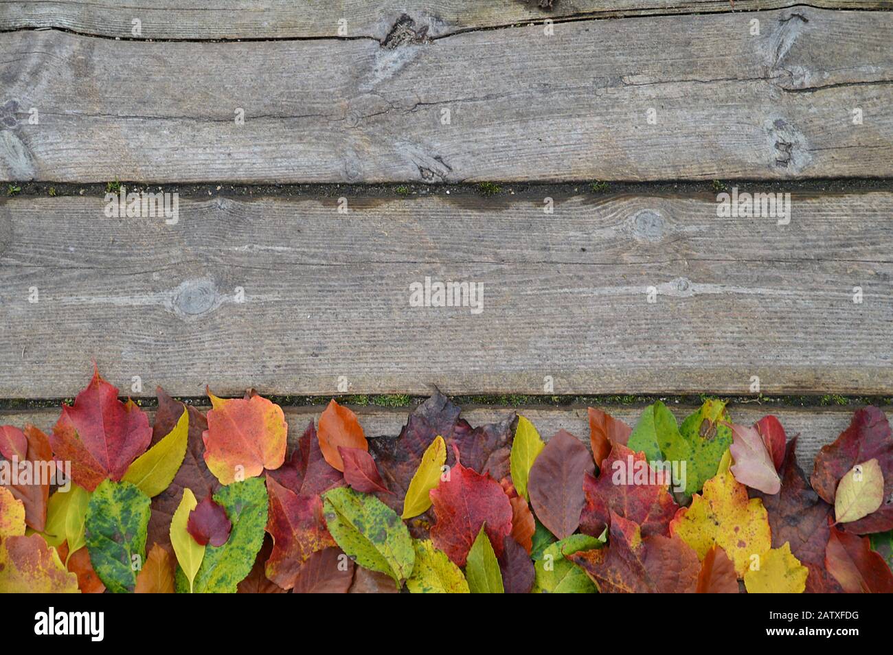 border of colorful fall leaves on an old wood deck Stock Photo