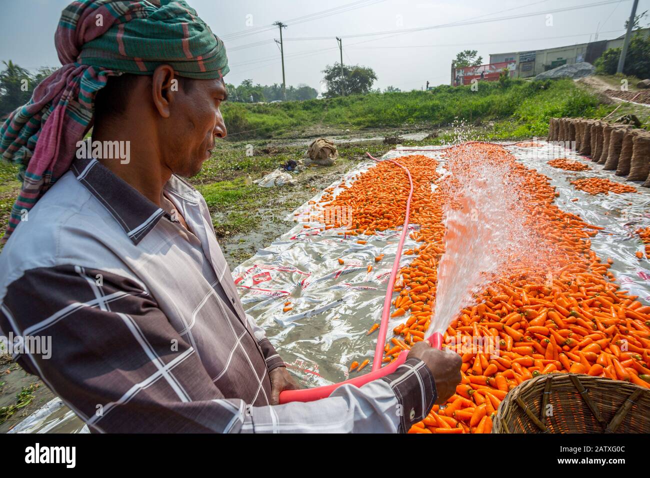Bangladesh January 24, 2020 Unwashed and dirty carrots washing a