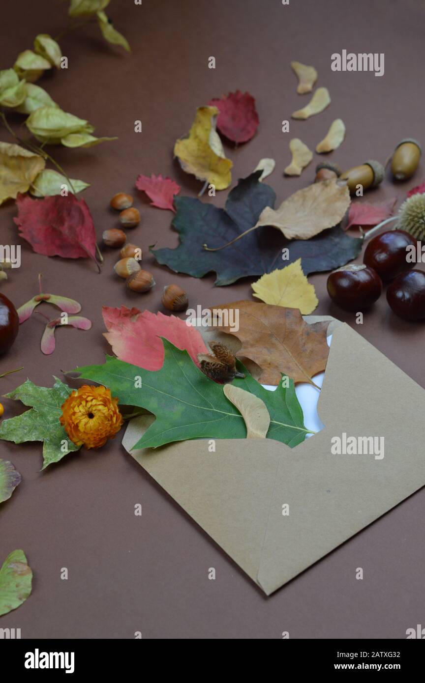 colorful leaves, seeds, chestnuts, nuts and other fall fruits coming out of open envelope as autumnal greetings on brown background Stock Photo