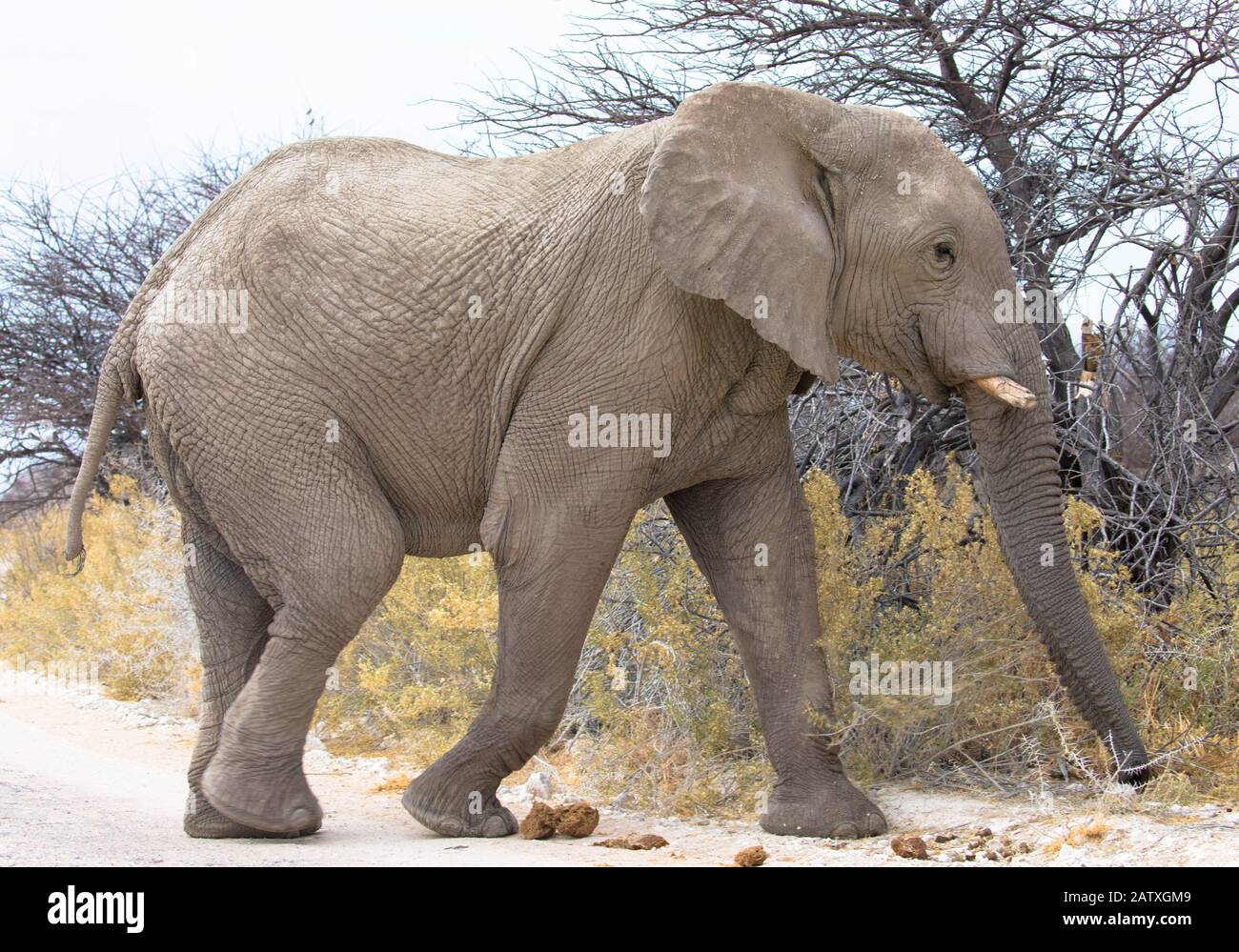 Elephant drinking water Stock Photo