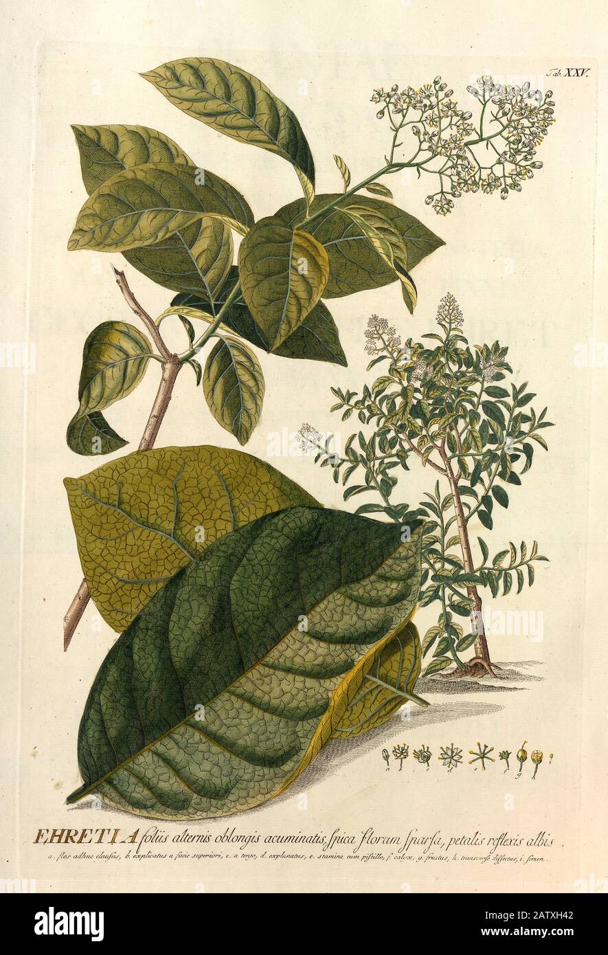 Coloured Copperplate engraving of a Ehretia branch from hortus nitidissimus by Christoph Jakob Trew (Nuremberg 1750-1792) Stock Photo