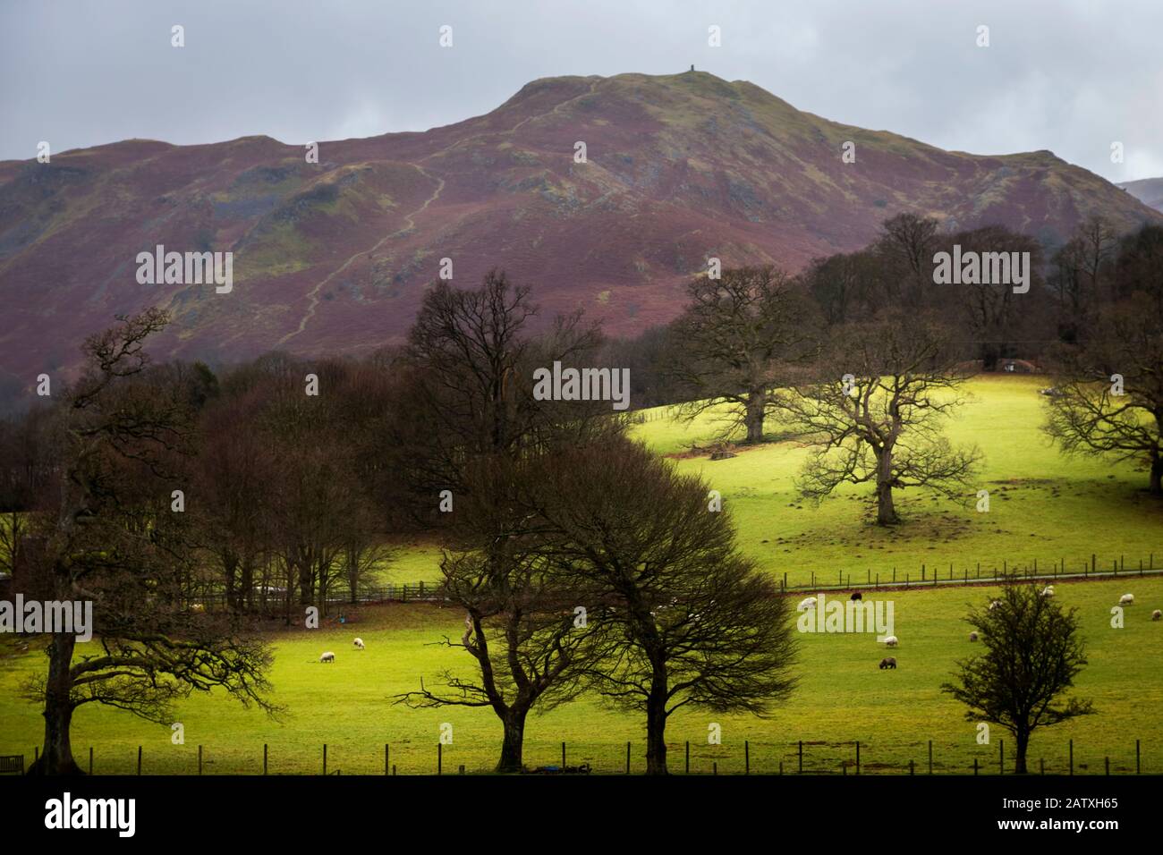 Green Fields In The Lake District Stock Photo Alamy green-fields-in-the-lake-district-stock-photo-alamy
