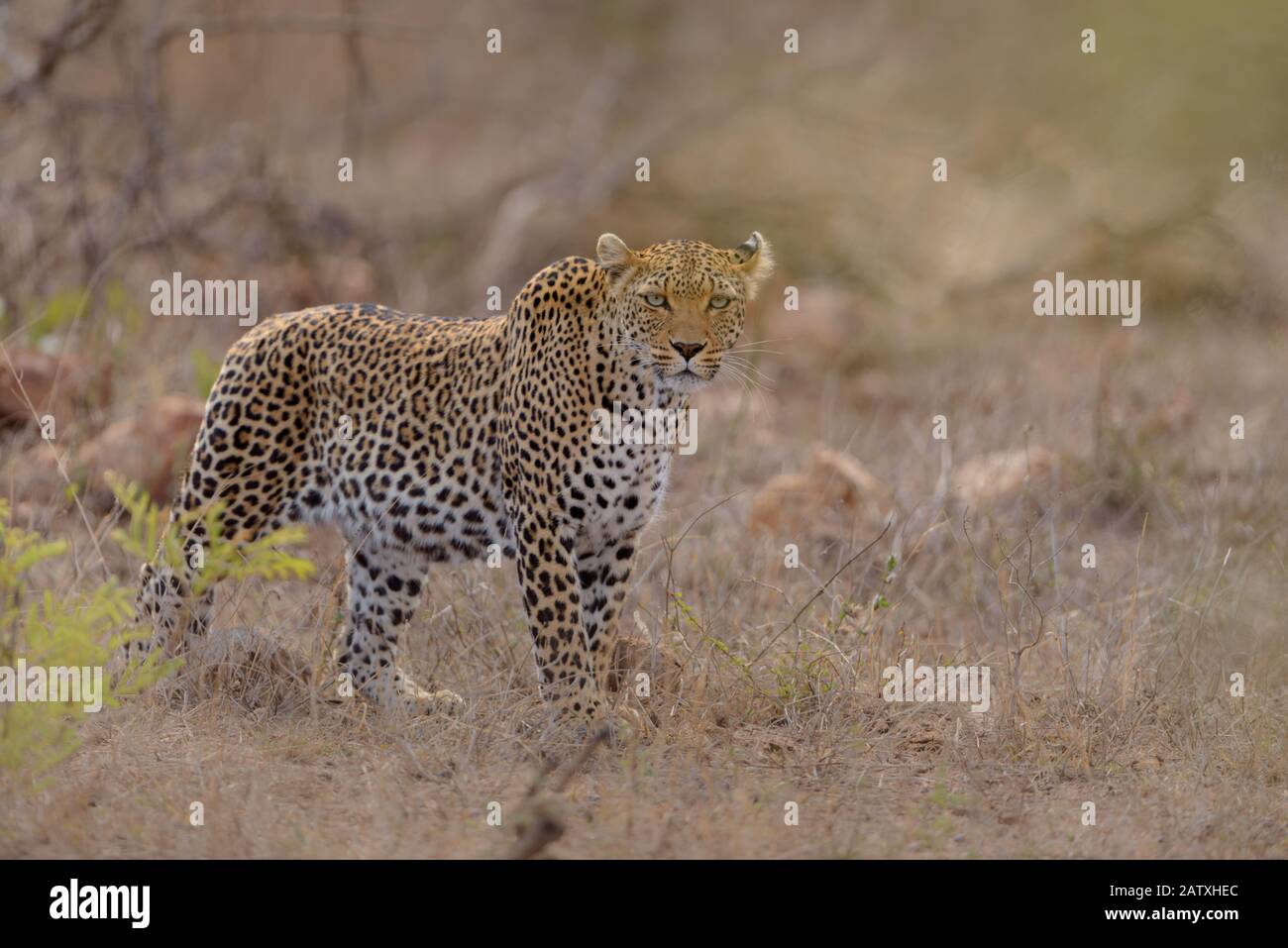 African leopard art hi-res stock photography and images - Alamy