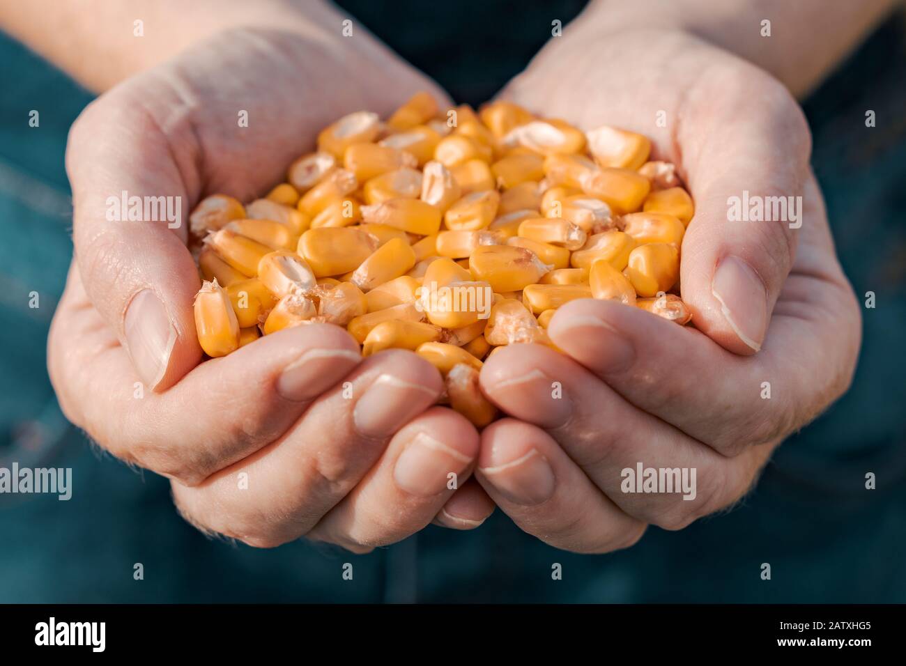 Female farmer handful of harvested corn grains in cornfield, close up with selective focus Stock Photo