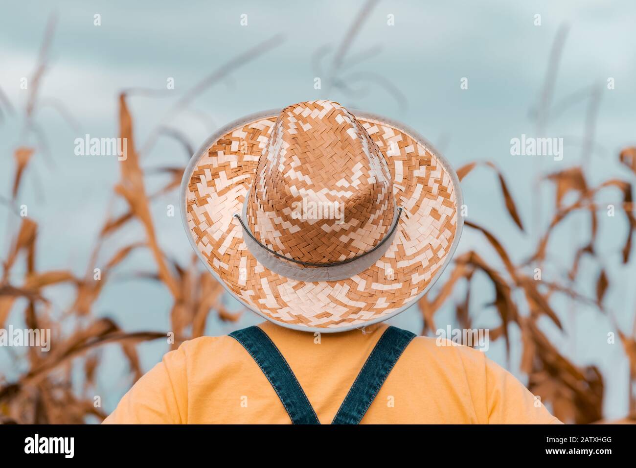 Rear view of corn farmer with bib overalls looking over proudly at her ripe cornfield before harvest Stock Photo