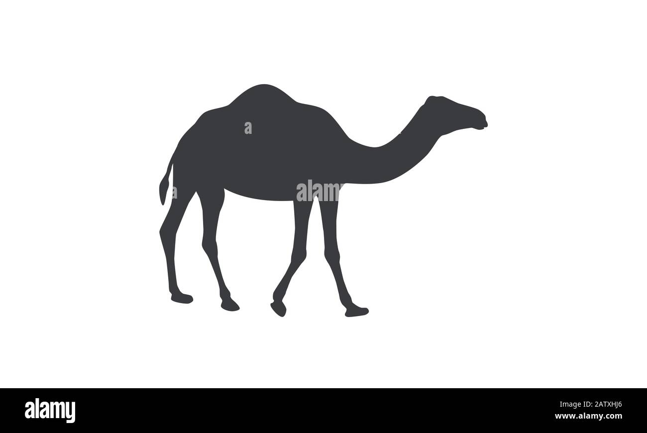 Silhouette of camel. Dromedary, one-humped camel. Stock Vector