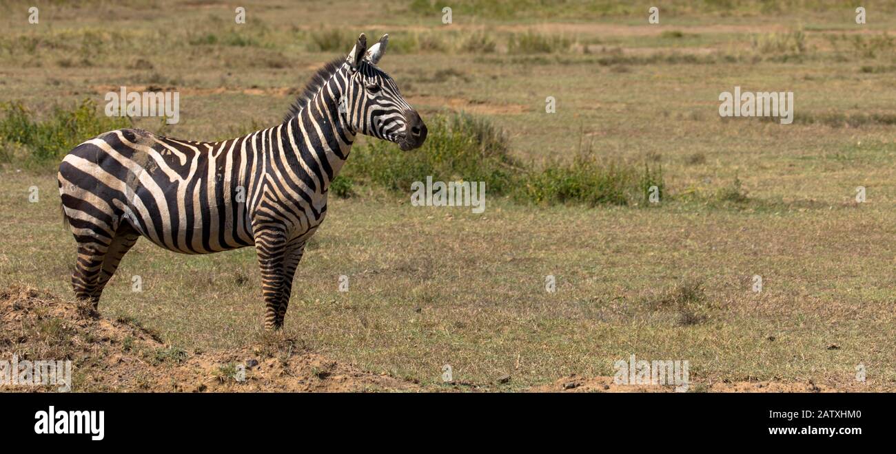 Zebra side view, copy space Stock Photo