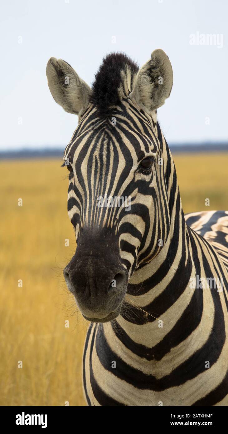 Zebra head in close-up Stock Photo - Alamy