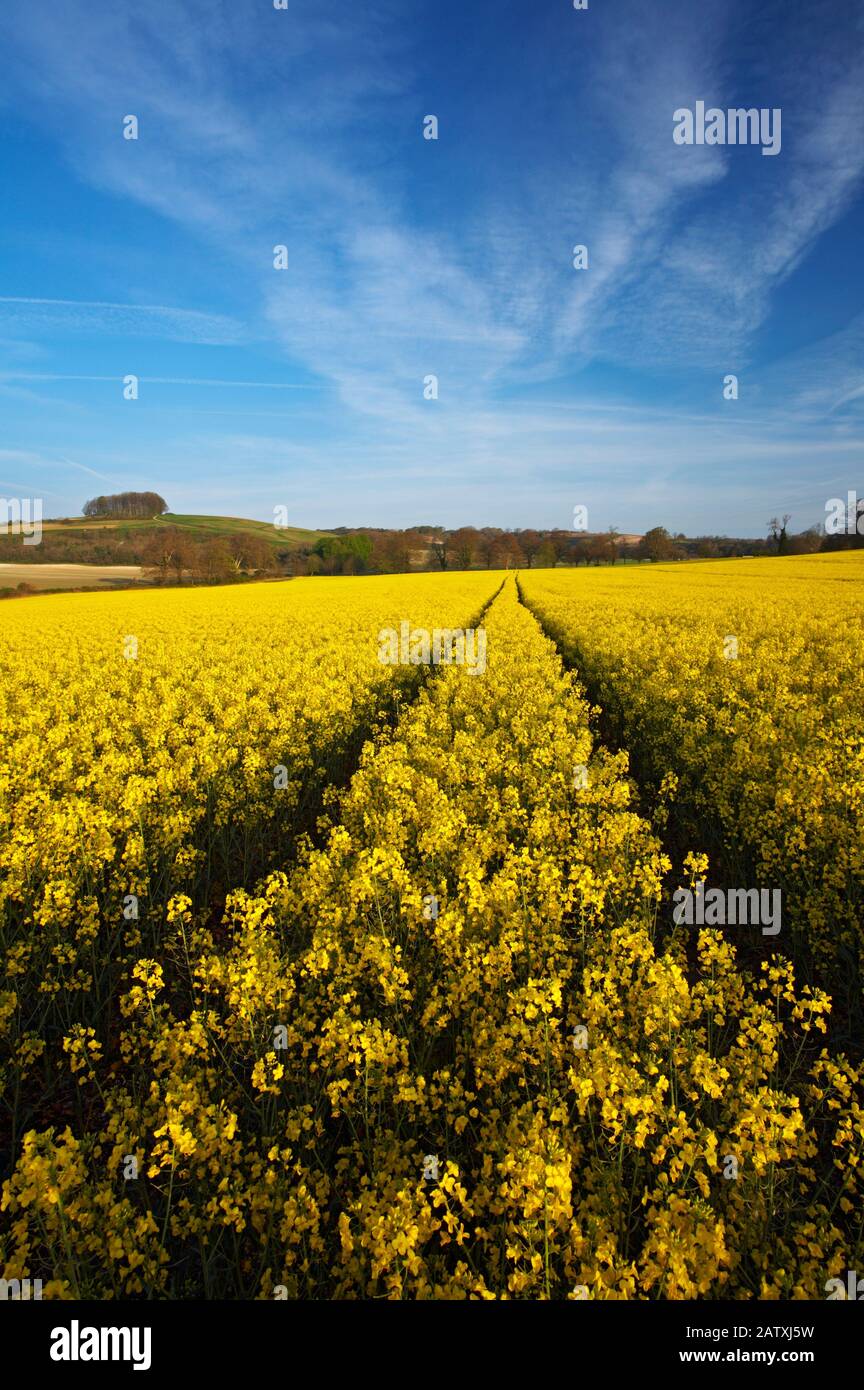 Oil Seed Rape field in Dorset, England Stock Photo - Alamy