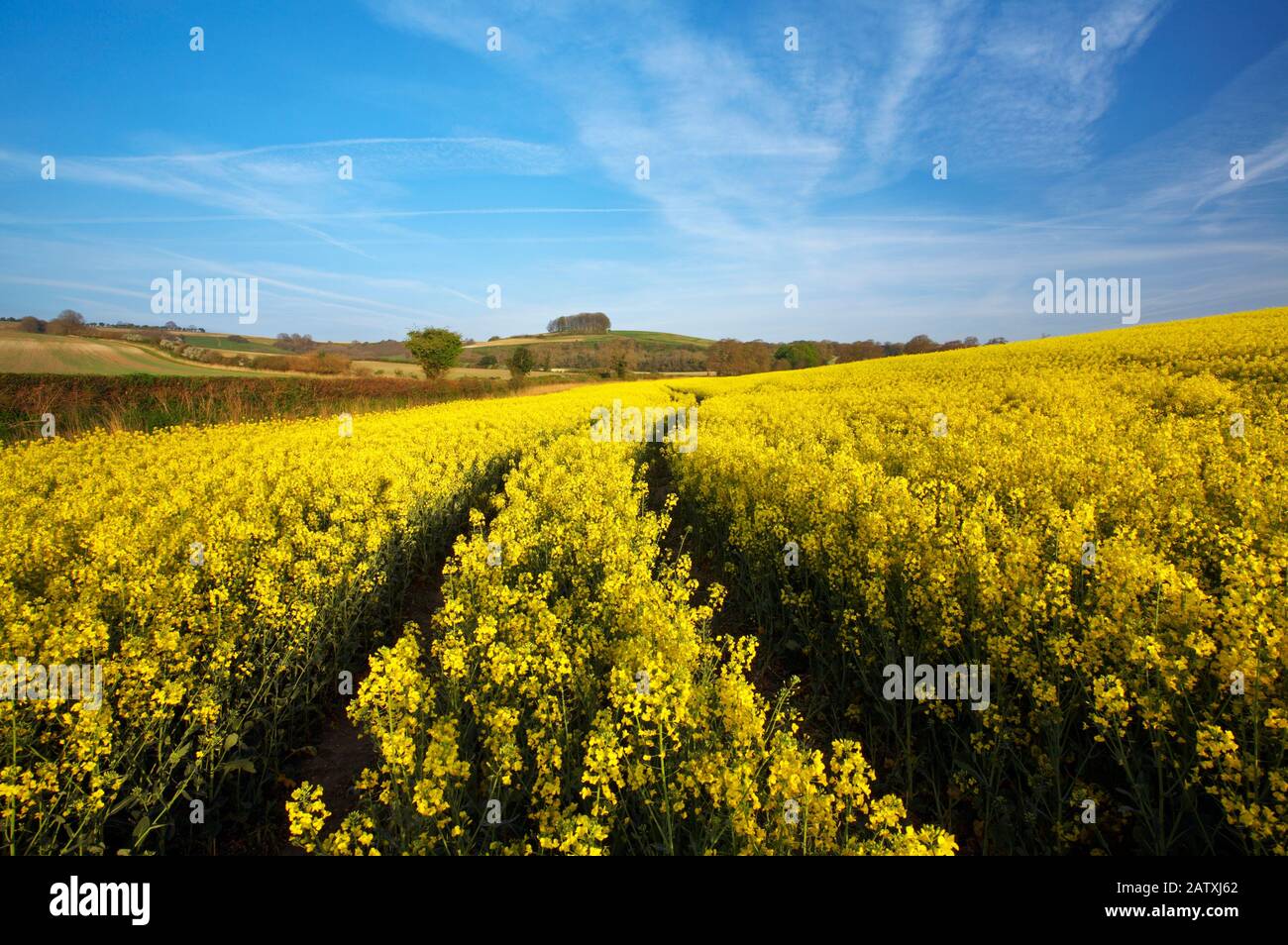 Oil Seed Rape field in Dorset, England Stock Photo - Alamy
