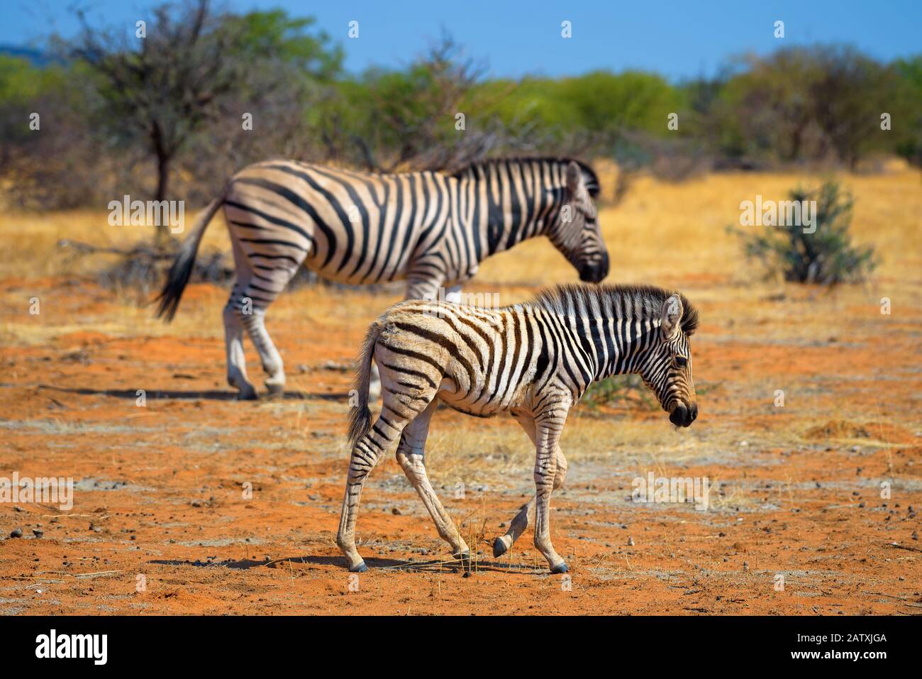 Two zebras in Etosha National Park, Namibia Stock Photo