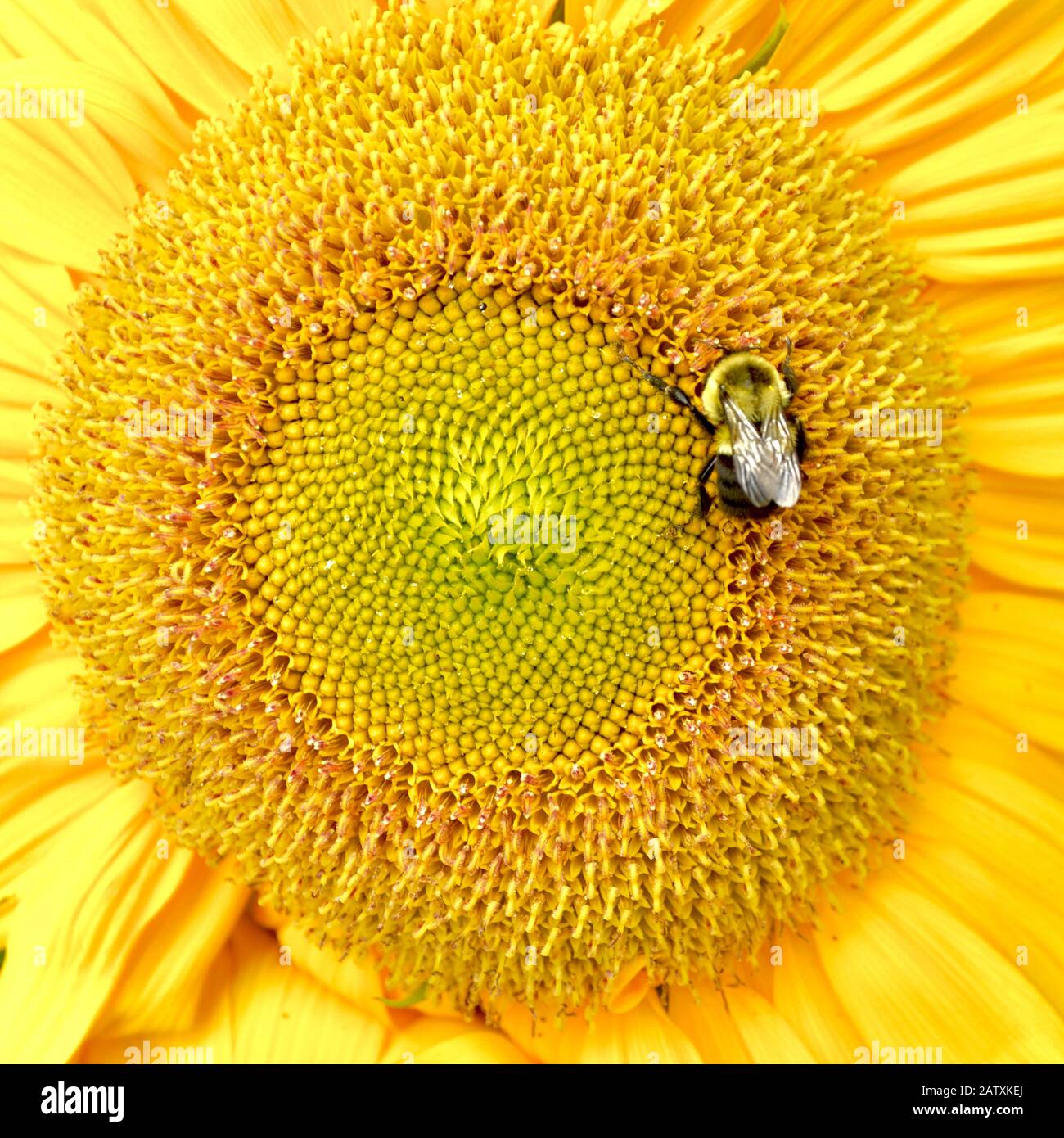 Closeup of a bumblebee pollinating a floret on the face of a brilliant yellow sunflower. Stock Photo