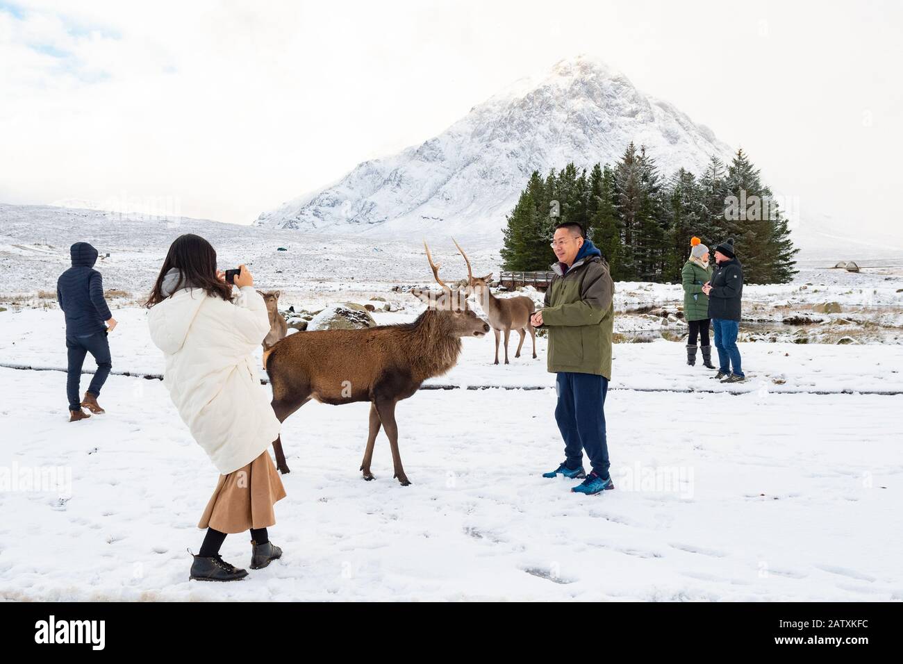 tourists photographing deer at Kingshouse Hotel, Glen Coe, Scotland, UK in winter Stock Photo
