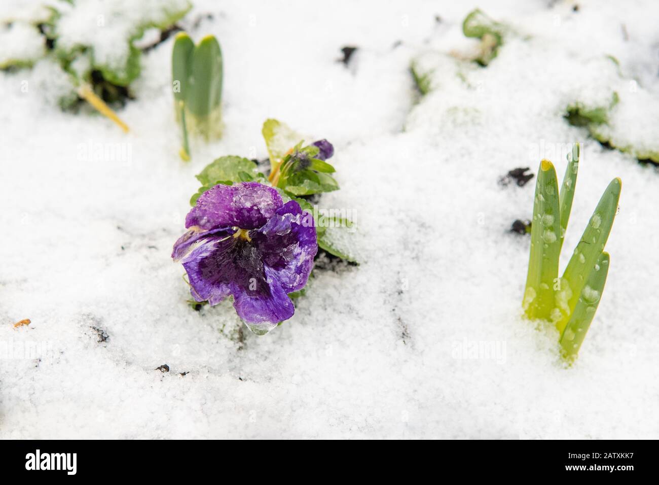 winter flowering pansy and daffodil leaves covered by snow - Scotland, UK Stock Photo
