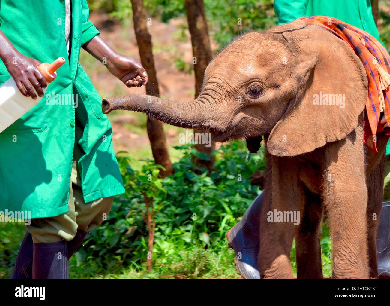 Orphaned baby elephant stretches her tiny trunk out eager for her milk feeding.  (Loxodonta africana) Stock Photo