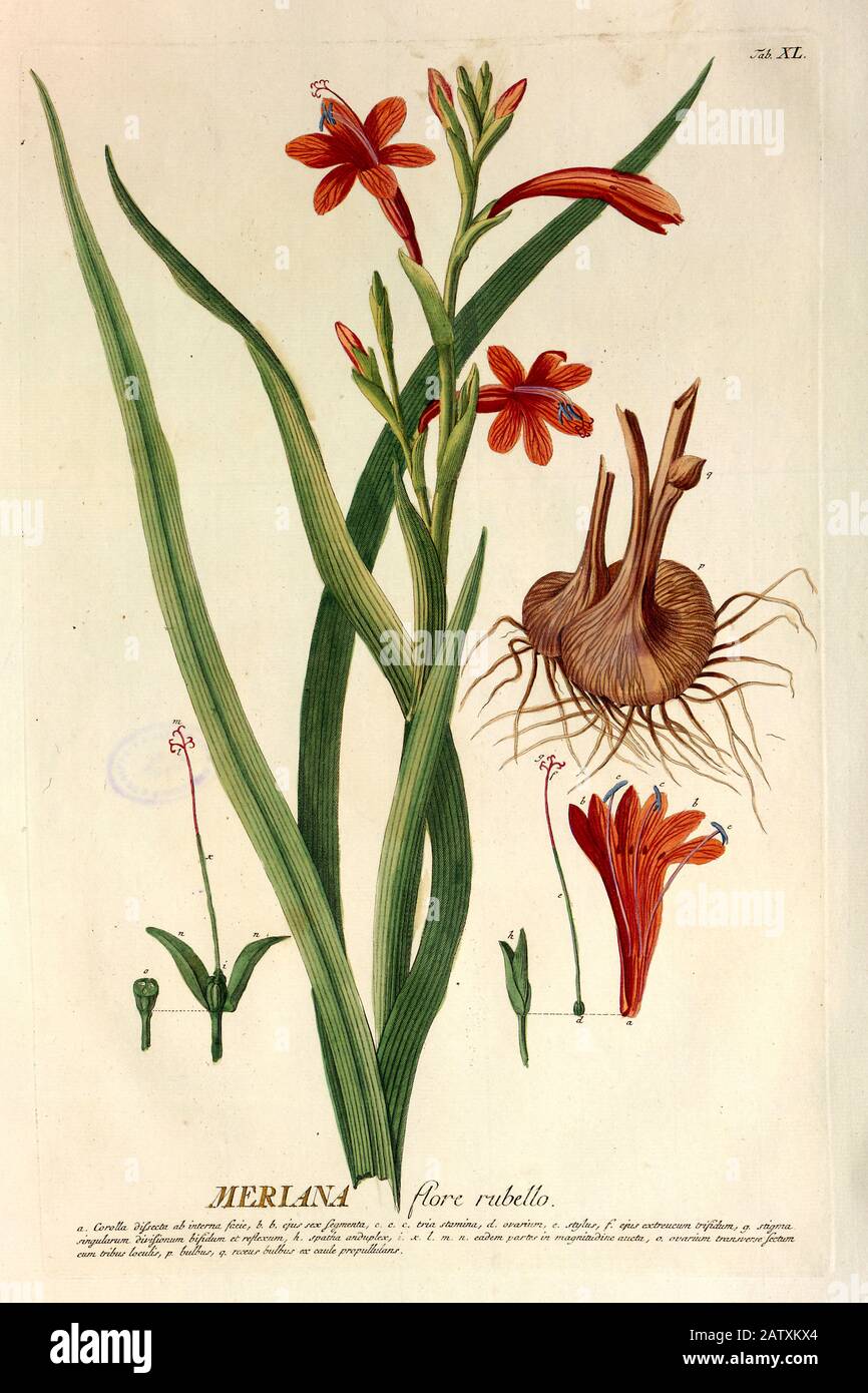 Coloured Copperplate engraving of a Watsonia or Meriana (bugle lily) from hortus nitidissimus by Christoph Jakob Trew (Nuremberg 1750-1792) Stock Photo