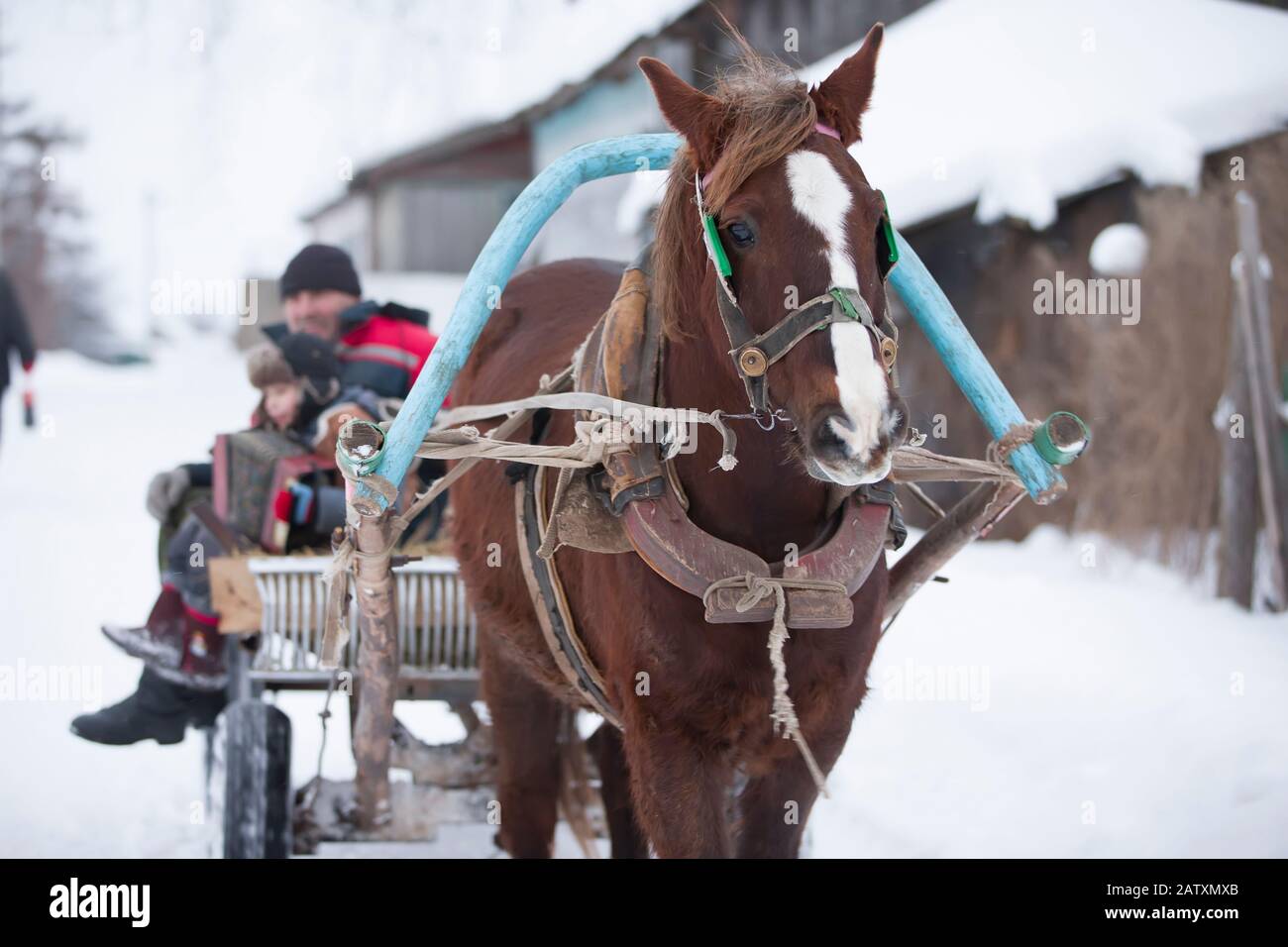 Russian horse in a cart carries village people Stock Photo Alamy