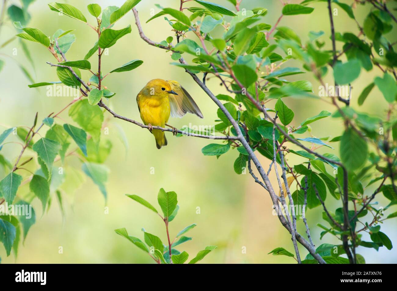 Yellow warbler preening Stock Photo - Alamy
