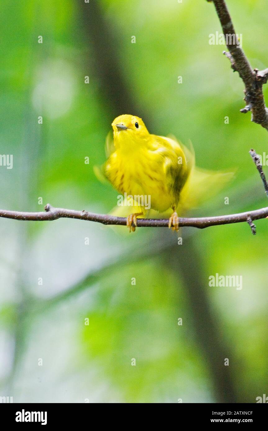 Yellow warbler shaking feathers Stock Photo