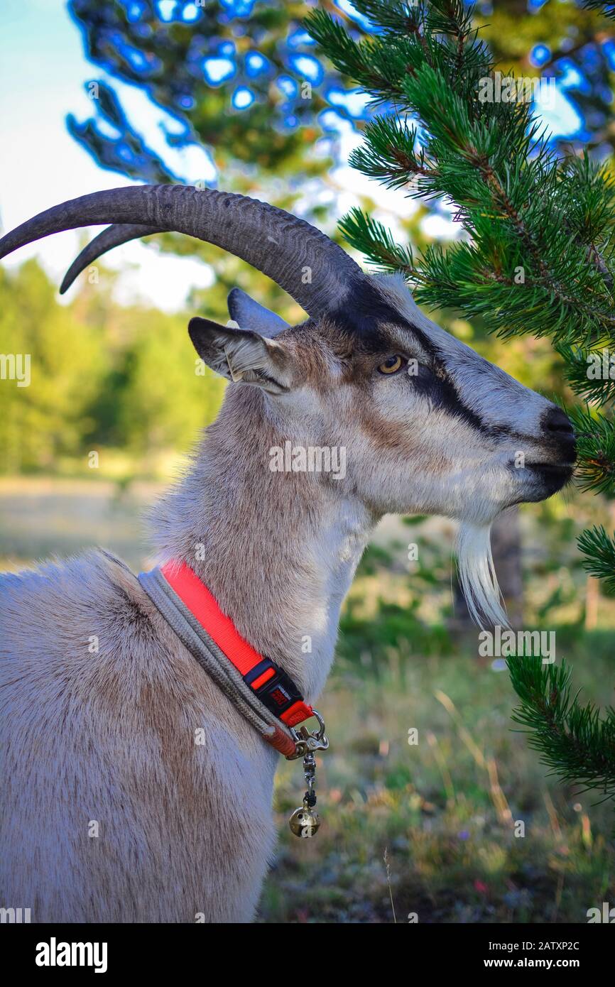 Pack Goats at Work Stock Photo