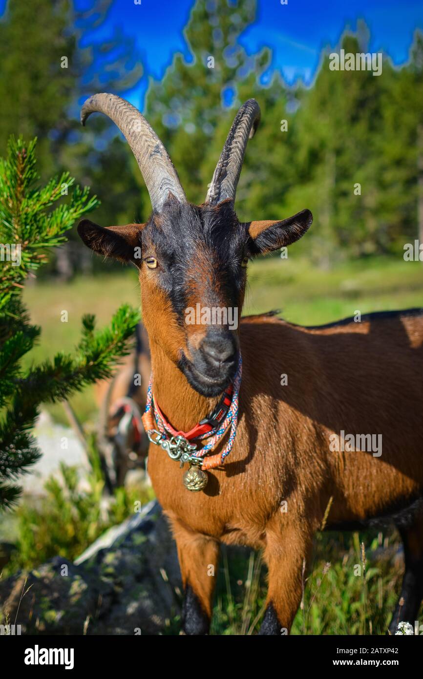 Pack Goats at Work Stock Photo