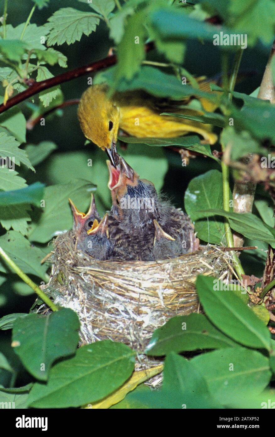 Warbler feeding cowbird hi-res stock photography and images - Alamy