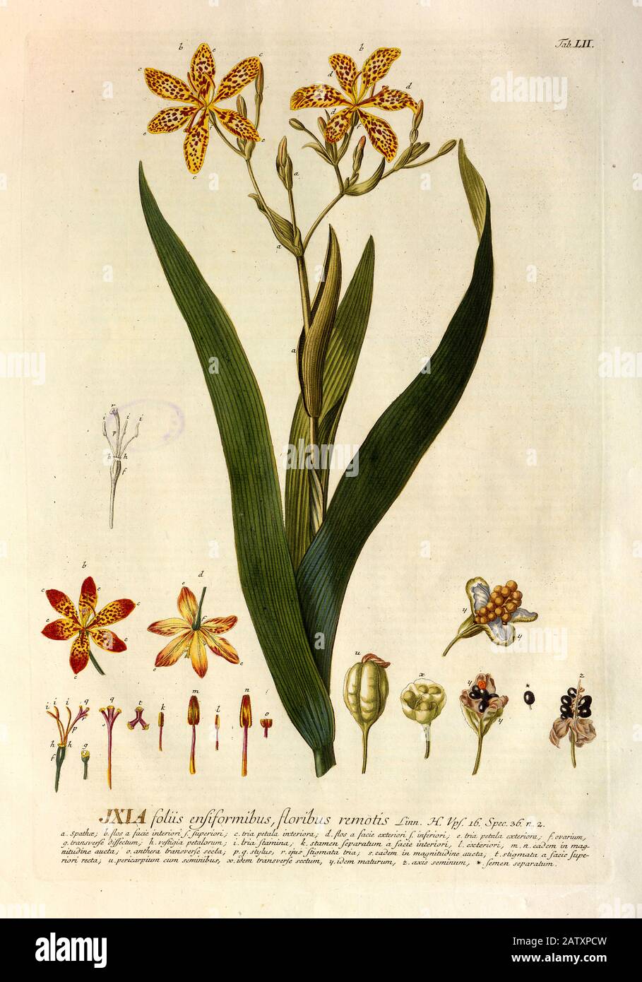 Coloured Copperplate engraving of a flowering Ixia plant from hortus nitidissimus by Christoph Jakob Trew (Nuremberg 1750-1792) Stock Photo
