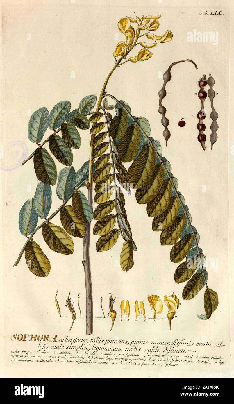 Coloured Copperplate engraving of a Sophora tree from hortus nitidissimus by Christoph Jakob Trew (Nuremberg 1750-1792) Stock Photo